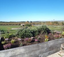 Un petit passage chez jardileclerc pour recomposer la jardinière ouest