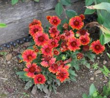 Gaillarde Spintop Yellow Touch