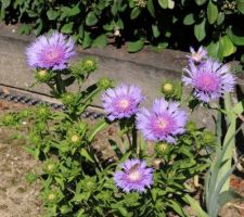 Grand Bleuet d'Amérique ou Aster de Chine, Stokesia Mega Mels Sense, encore tout en boutons