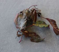 Cet été, le pommetier à fleurs rouges a été envahi par des toiles d'araignées sans araignées