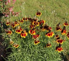 Testé une nouvelle vivace, un Chapeau mexicain ou Ratibida columnifera Red Midget, existe aussi en jaune uni. Il fleurit par étages.