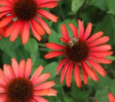 Echinacea SunSeekers Orange. On ne plante que des vivaces mellifères