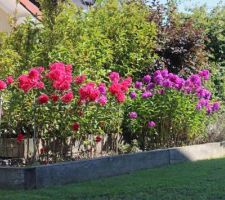 Phlox, les violets sont des Adessa Purple Star, quel nom ronflant !