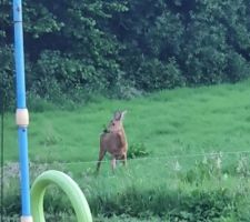 Petite visite du soir