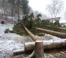 Coupe des grands arbres (28 m de hauteur) sur le terrain avec mon voisin