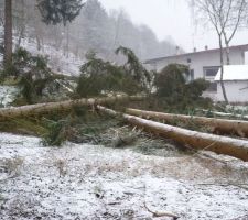 Coupe des grands arbres (28 m de hauteur) sur le terrain avec mon voisin