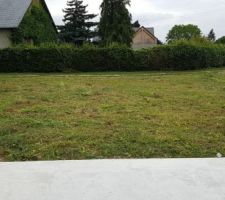 Notre champs de coquelicots! (après)