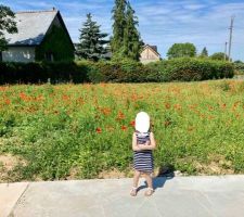 Notre champs de coquelicots! (avant)