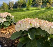 Fin de saison pour les Hortensias blancs...
