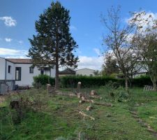 Vue vers le Sud, fin octobre : le soleil automnal ne réchaufferait pas la maison si nous laissions ces 3 cèdres, leur vie s'arrête donc ici. Nous replanterons, mais des arbres qui, à l'automne, perdront le feuillage qui nous aura protégé des chaleurs estivales. Deux cèdres sont déjà tombés, l'heure sonne pour le troisième....