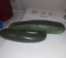 Courgette 2021, la meilleure récolte hebdomadaire :-( , j'en ai eu même pas une douzaine cette année avec 3 plants