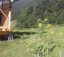 Les tournesols en fleur