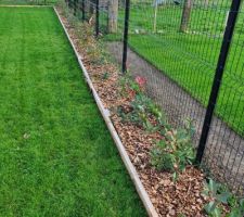 Mise en place du paillage en plaquette de bois