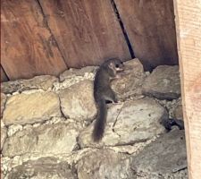 Un copain ! suis moins seul sur le chantier