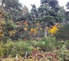 Vu depuis la maison sur les couleurs d'automne ce 1 er novembre 2021