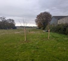 Et les 2 premiers arbres !