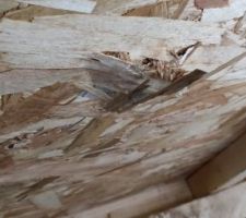 Trou et OSB non fixé sous la maison