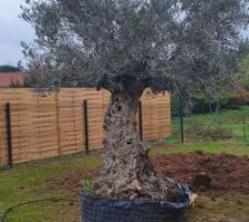 L'olivier attend de rejoindre son trou