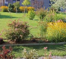 Jolies grandes touffes jaunes tout au fond, quelques arbres et arbustes variés, un jardin qui grouille de nouveautés