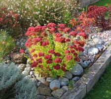 Fleurit début septembre à novembre, Sedum spectabilis Septemberglut, reste ensuite joli l'hiver avec ses ombelles brunes et sèches