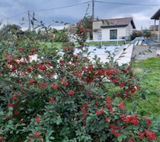 Cotoneaster