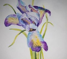 Iris de novembre