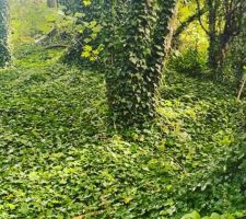 Le terrain : nous avons trouv&eacute; un terrain de 1000m2 en fond d?all&eacute;e. Il y aura beaucoup de travail avant de pouvoir commencer les travaux, le terrain &eacute;tant en grand partie arbor&eacute;.