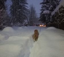 60 cm plus tard, on sait que personne ne va venir bosser chez nous aujourd'hui