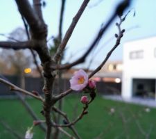 Le cerisier japonais, fraîchement planté, avec quelques belles fleurs en ce début décembre