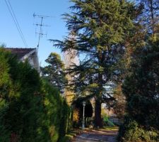 Arbre à abattre