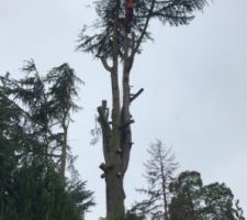 Arbre en cours d'abattage