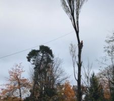 Un 2ème arbre presque à terre