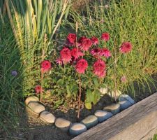 Entre ciboule et ciboulette, arrivée d'une échinacée qui s'étiolait ailleurs, ici elle aura plus de soleil. Echinacea purpurea Eccentric, qui doit se remplumer.