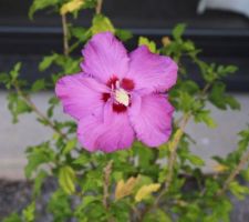 Freedom a fait un semis spontané que j'ai élevé 4 ans en pot, voici sa 1ère fleur. On sait qu'un semis ne reproduit pas fidèlement la plante-mère, mais chaque fois j'ai de l'espoir (suspense)...
Un autre hibiscus, bleu, (Blue chiffon), avait donné par semis un... mauve pâle et non un bleu ! 
Décidemment, il n'y a que les boutures de tiges qui sont fidèles ! Mais un jour il y aura peut-être un résultat surprenant, qui sait !...