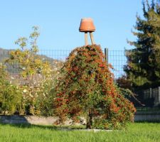 A l'Est, les baies commencent à apparaître sur cette autre variété, le salicifolius Gnom. Les merles vont bientôt se régaler.