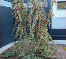 Au Nord, ce cotoneaster xsuecicus Juliette, greffé sur tigette, a bien poussé, donc nous avons attaché un étage plus en hauteur ses branches, pour qu'elles pendent de plus haut. Faut-il ou non tailler celles qui rampent au sol, j'hésite...