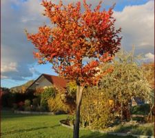 Lagerstroemia sur tige