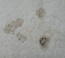 Un chat s est amusé ! ?