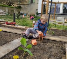 Premières plantations du potager