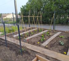 Premières plantations du potager