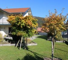 L'imposante  Glycine en arbre jaunit par le haut, près de sa maigrelette compagne Aubépine no2.