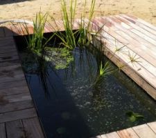 Bassin et terrasse bois devant la maison