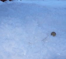 Les gros cristaux de givre à la Bistorte