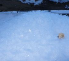 Les gros cristaux de givre à la Bistorte