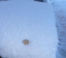 Les gros cristaux de givre à la Bistorte