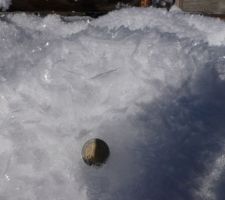 Les gros cristaux de givre à la Bistorte