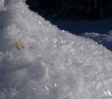 Les gros cristaux de givre à la Bistorte