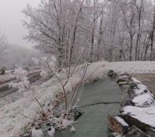 Mon cotinus pris par le givre