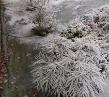 Givre de décembre, au premier plan le mahonia