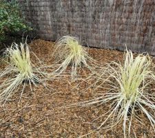 CORTADERIA selloana Splendid star